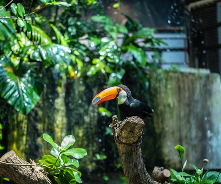 Bird Encounter