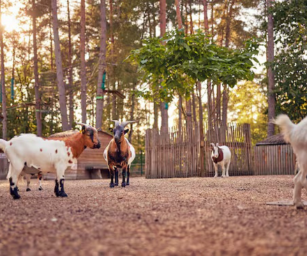 The Children's Farm