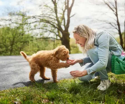 Everything You Need for Your Dog-Friendly Holiday
