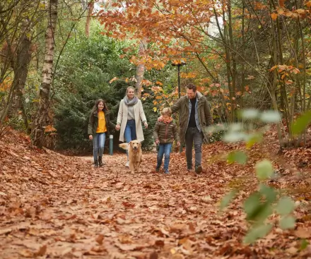 Facilities and Activities for Dogs