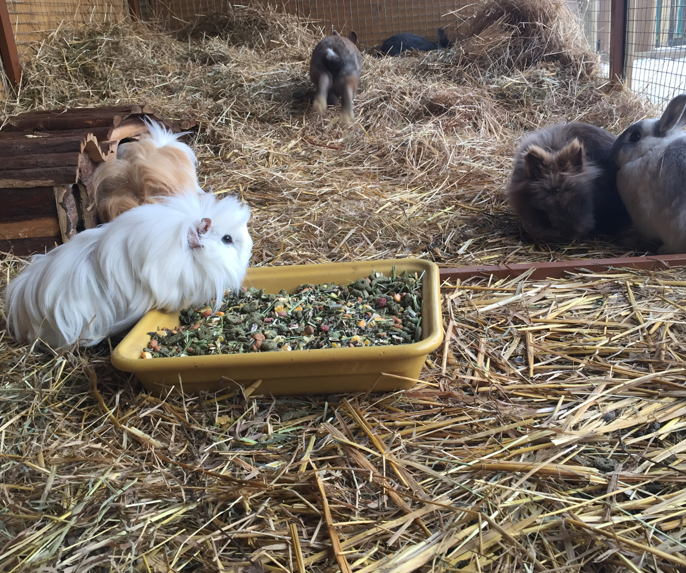 5 de noviembre de 2026