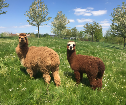 9 de diciembre de 2026